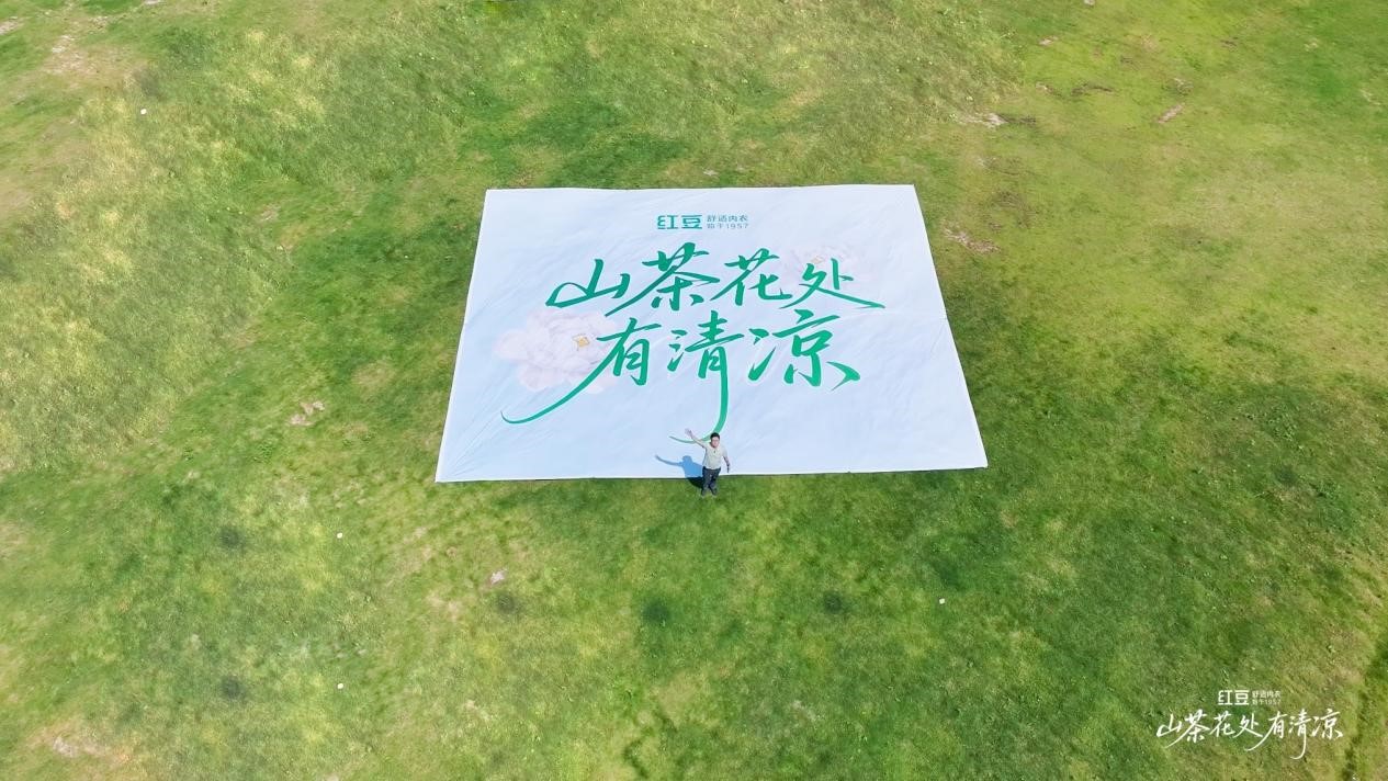 w66國際棉山茶花1